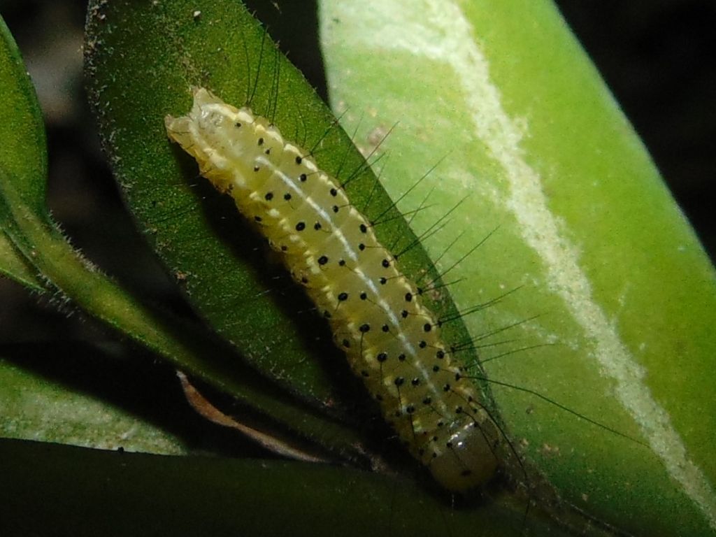 larva di lepidottero? S, di Craniophora ligustri - Noctuidae