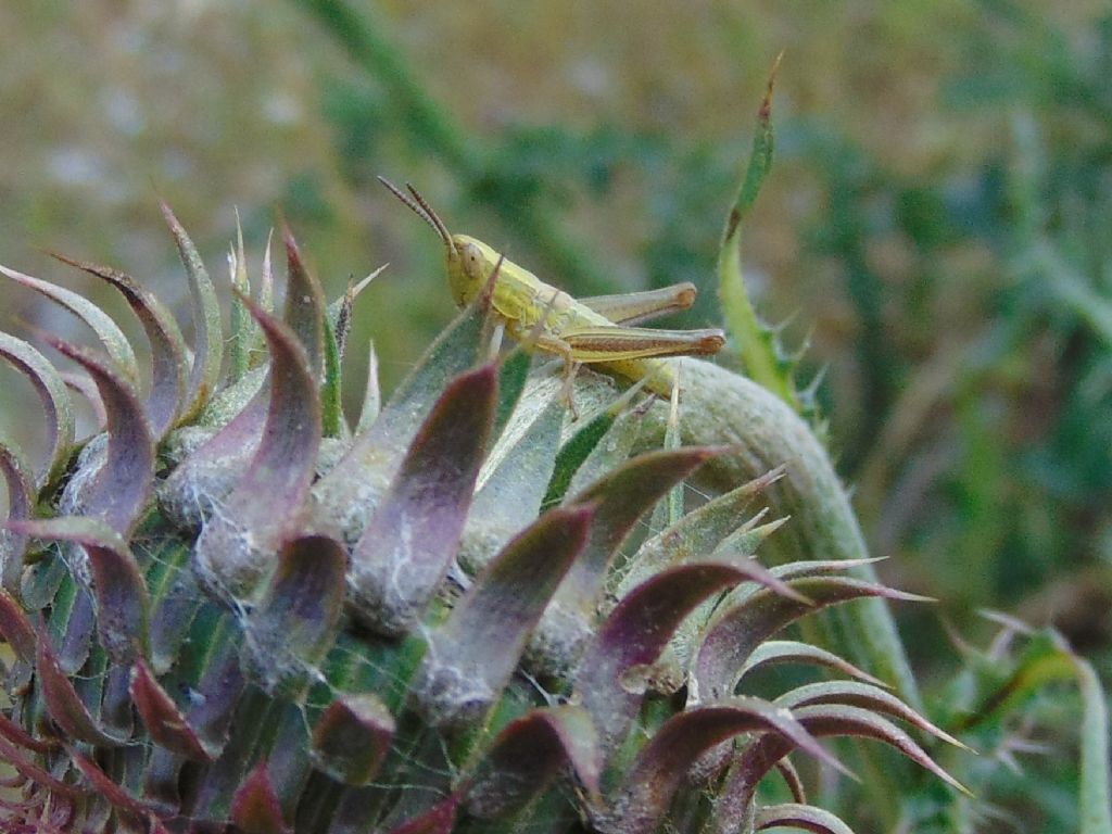 Euthystira brachyptera (Acrididae)