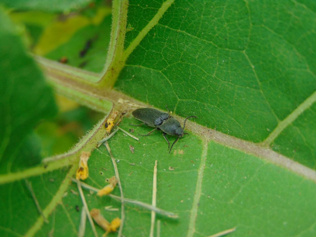 Elateridae: cfr. Cidnopus sp.