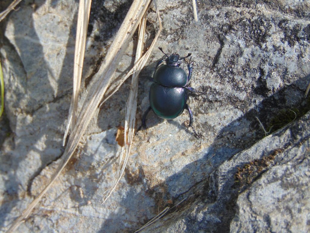 scarabeoidae? Geotrupidae: Trypocopris pyrenaeus
