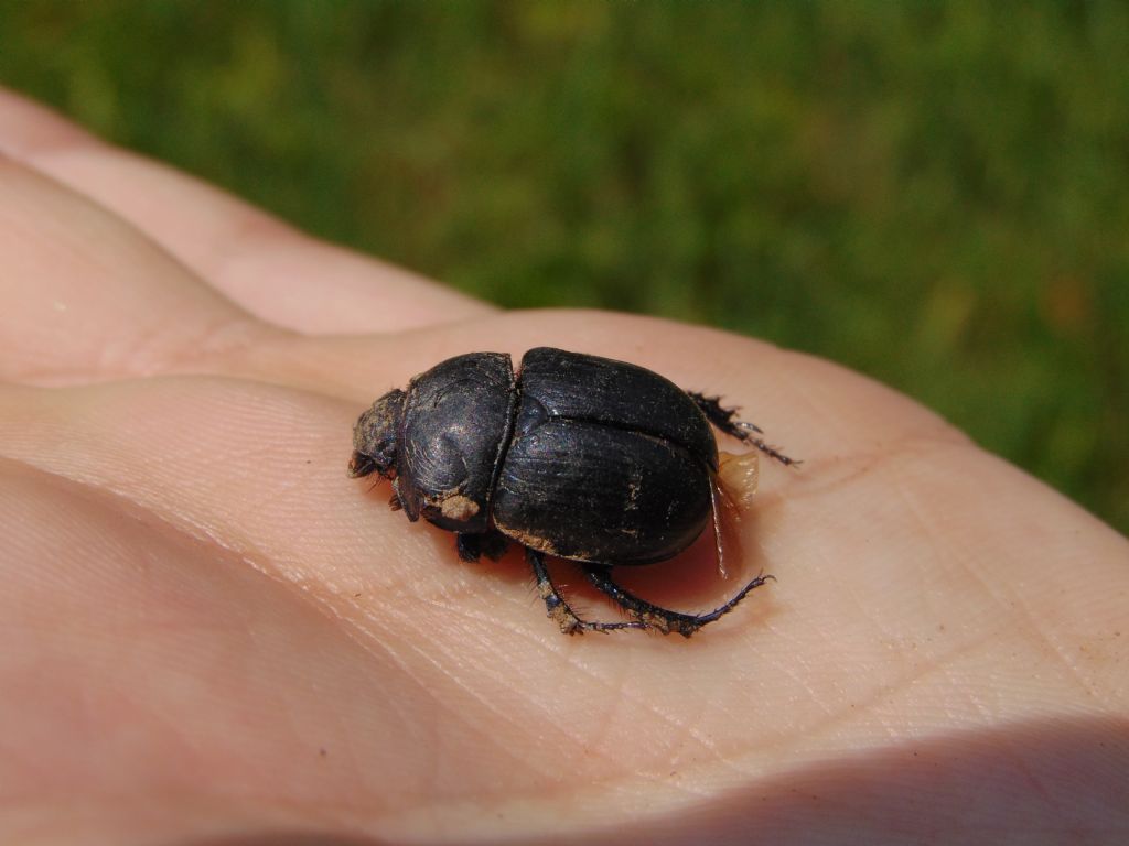 2 scarabeoidi? Geotrupidae: Geotrupes sp. (cfr.)