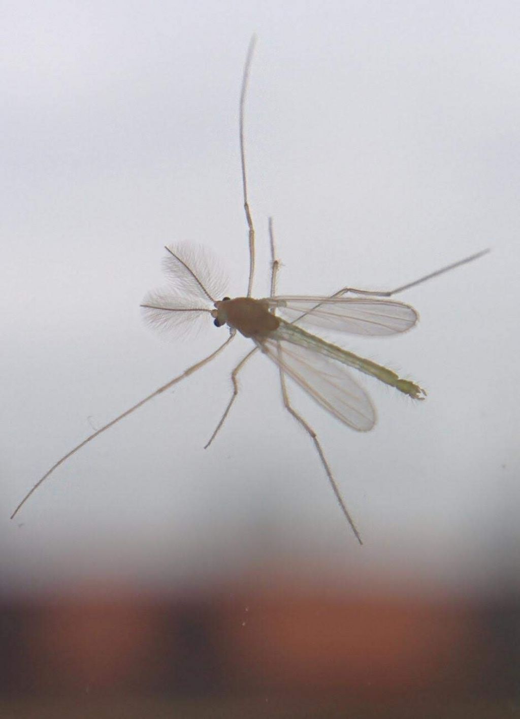 id? Maschio fam. Chironomidae