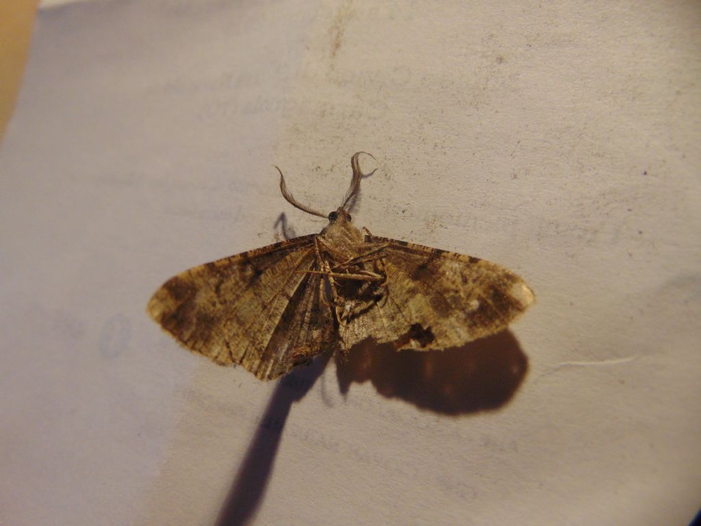 Id falena? Peribatodes rhomboidaria - Geometridae