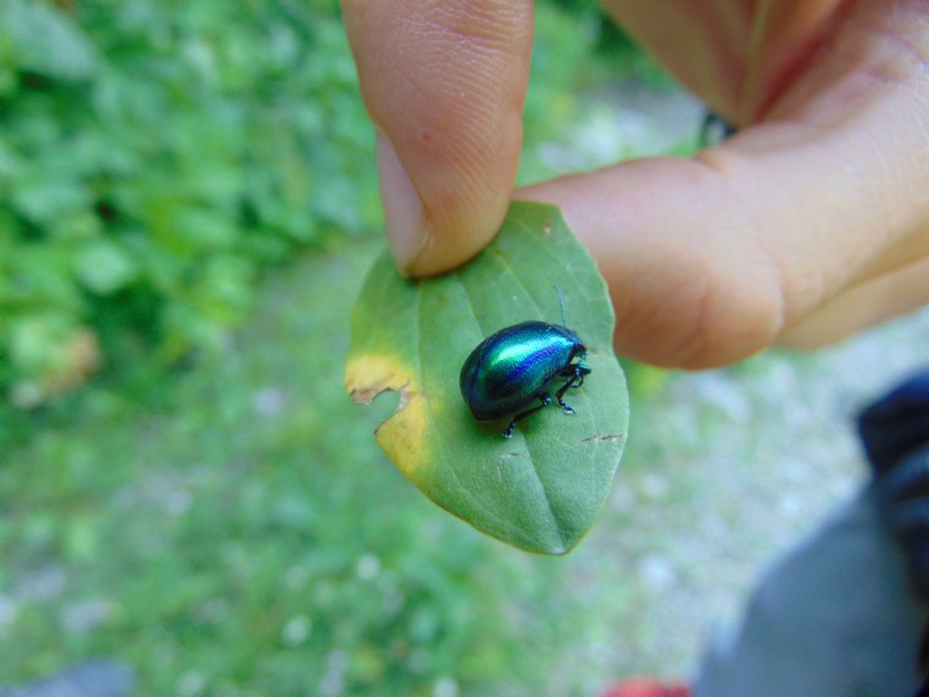 Chrysomelidae: Oreina sp.?  S, femmina.