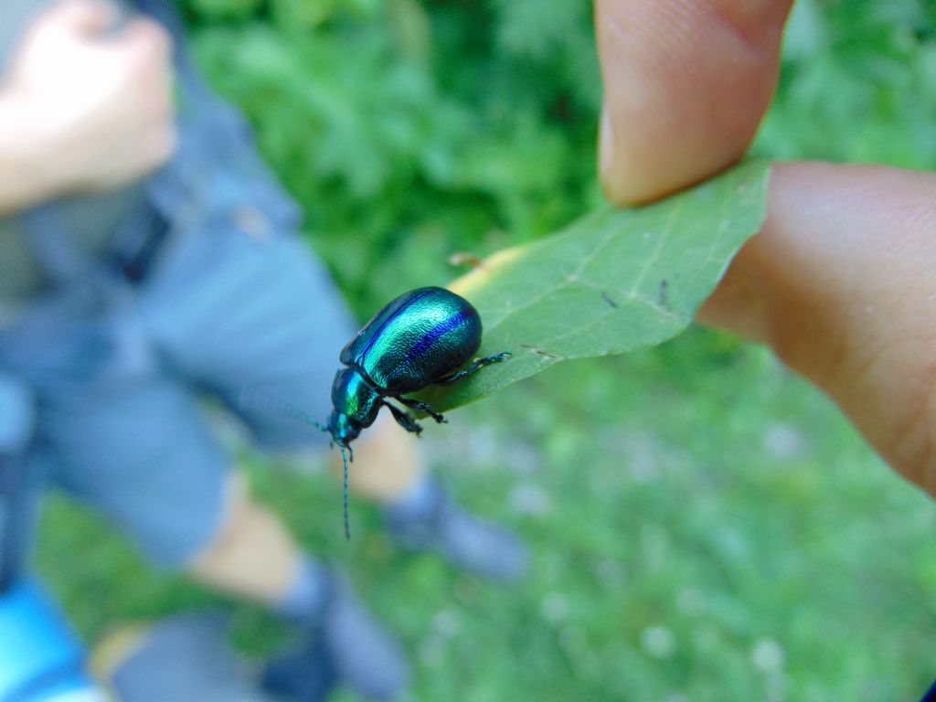 Chrysomelidae: Oreina sp.?  S, femmina.