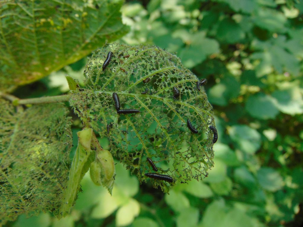 larva: Altica o Agelastica? Altica brevicollis (cfr.)