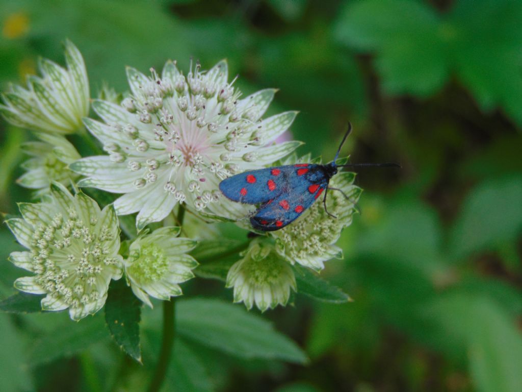 Quale Zygaena? Zygaena (Zygaena) transalpina - Zygaenidae