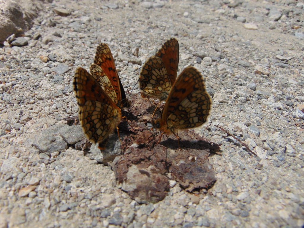 Melitaea athalia? Melitaea nevadensis - Nymphalidae