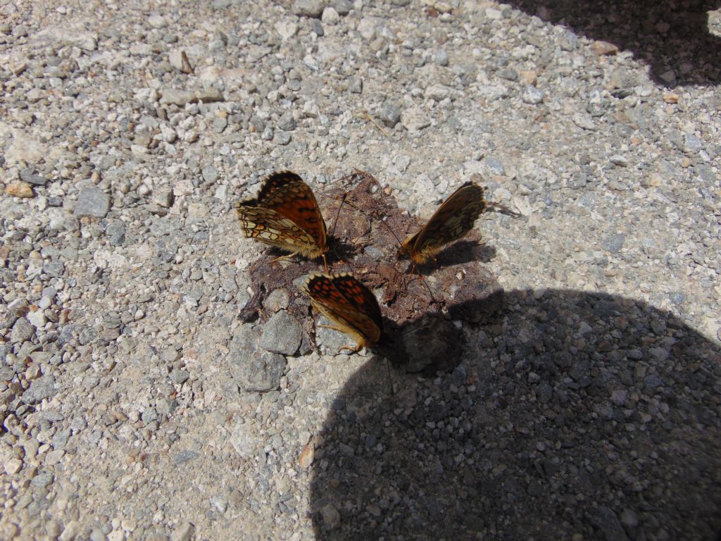 Melitaea athalia? Melitaea nevadensis - Nymphalidae