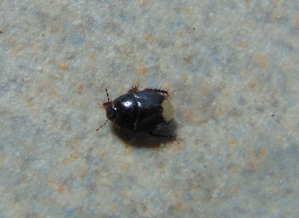 Cydnidae:  Macroscytus brunneus?...No,  cfr. Microporus nigrita