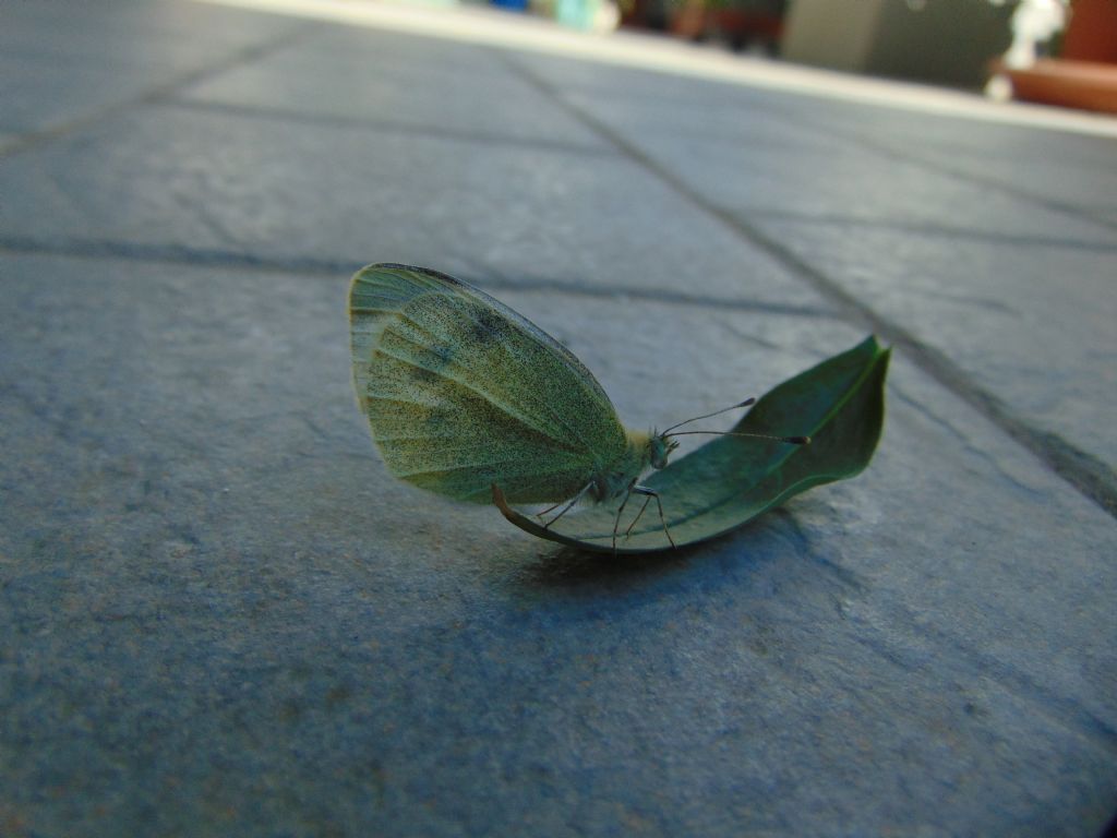 Pieris rapae?    No, Pieris mannii