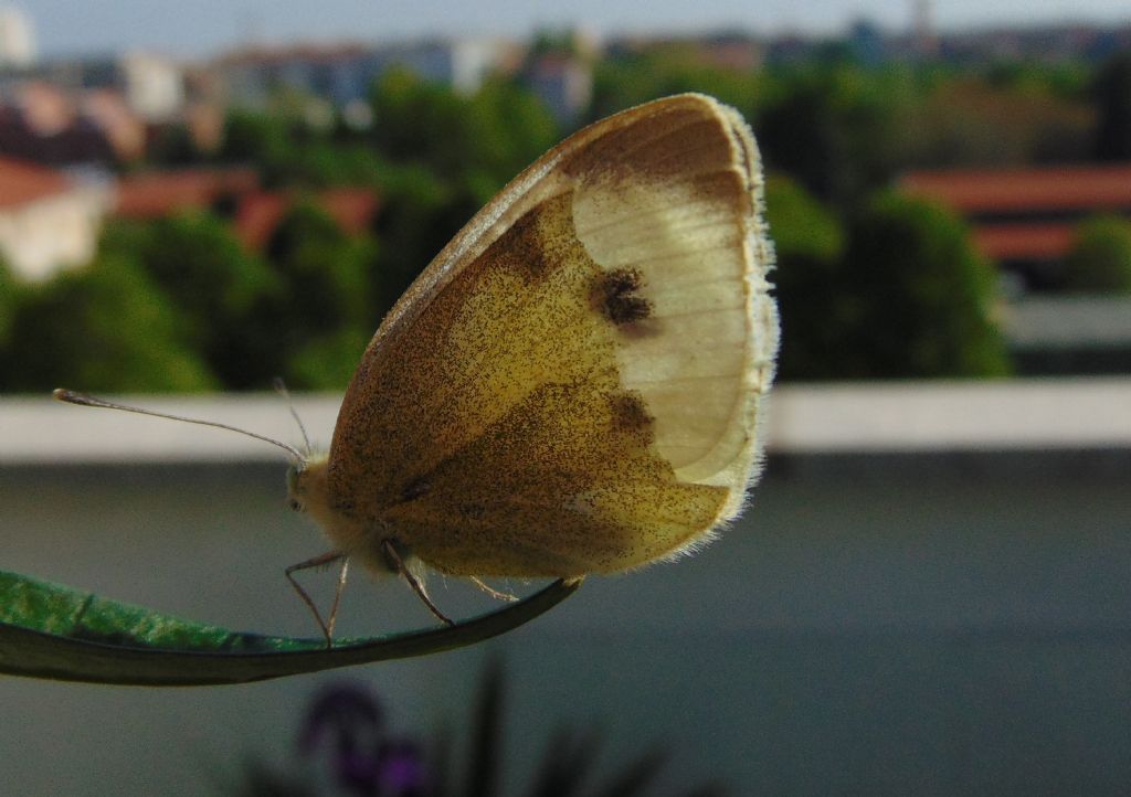 Pieris rapae?    No, Pieris mannii