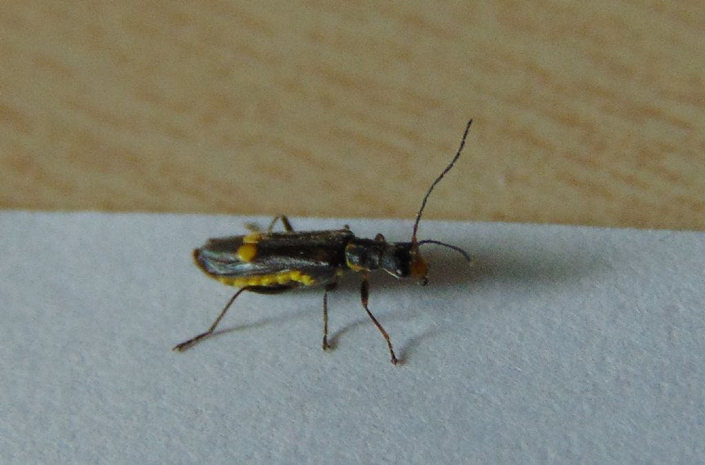 Cantharidae: Malthodes o Malthinus?  Malthodes sp.