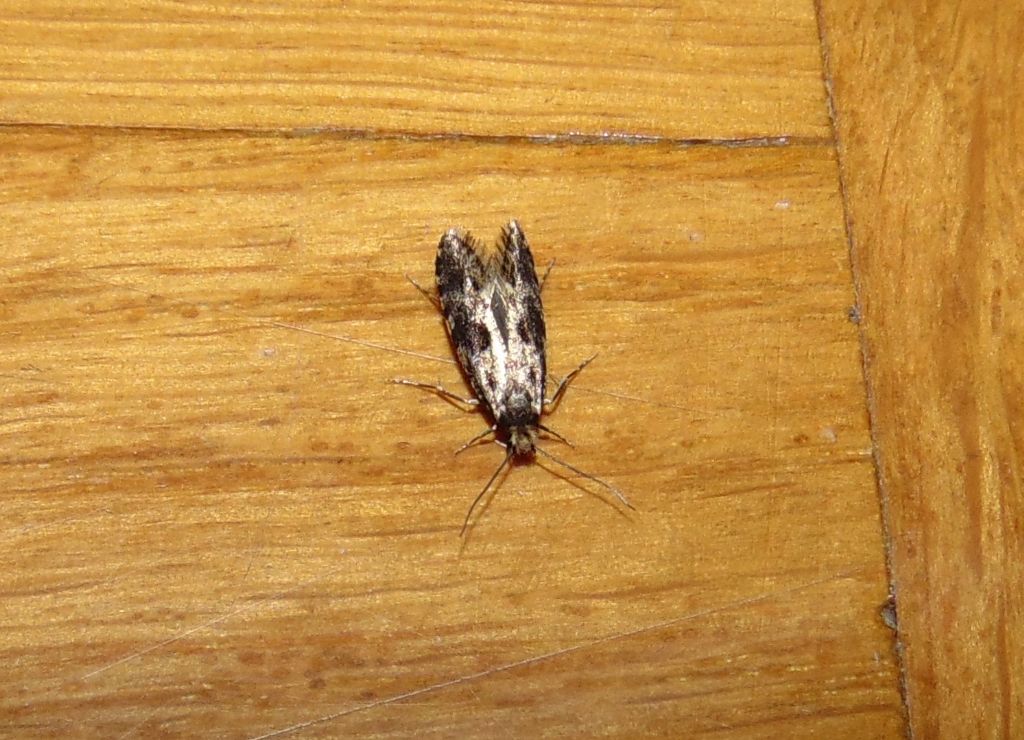 Tineidae?  S,  Nemapogon cloacella