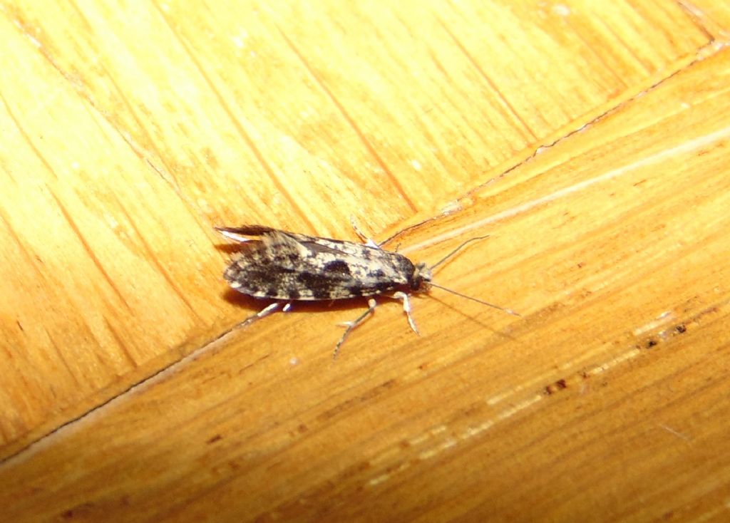 Tineidae?  S,  Nemapogon cloacella