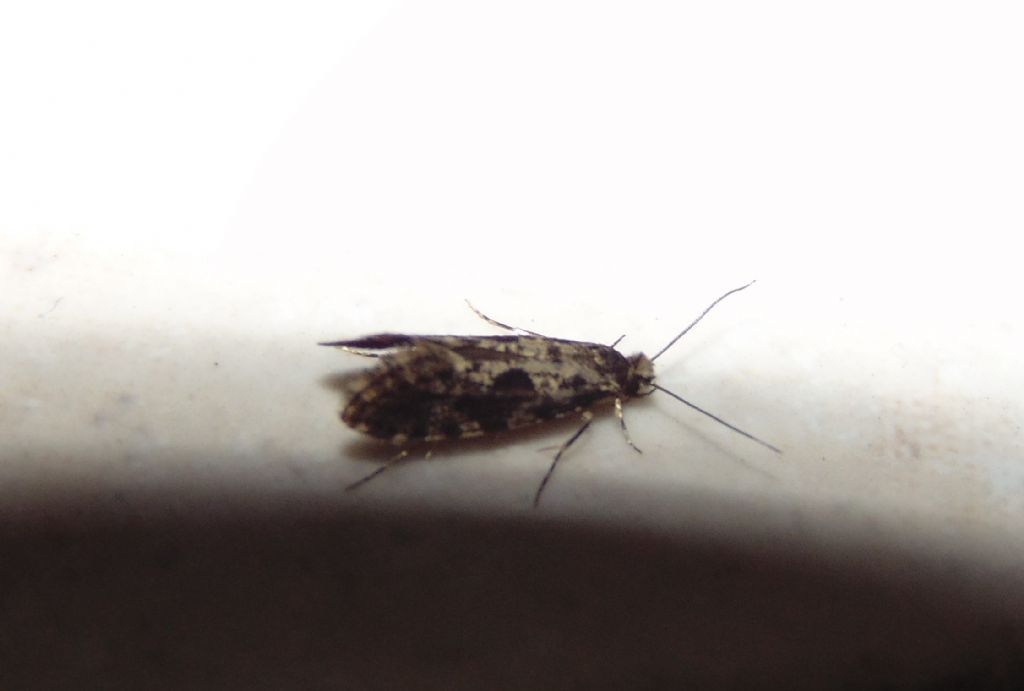 Tineidae?  S,  Nemapogon cloacella