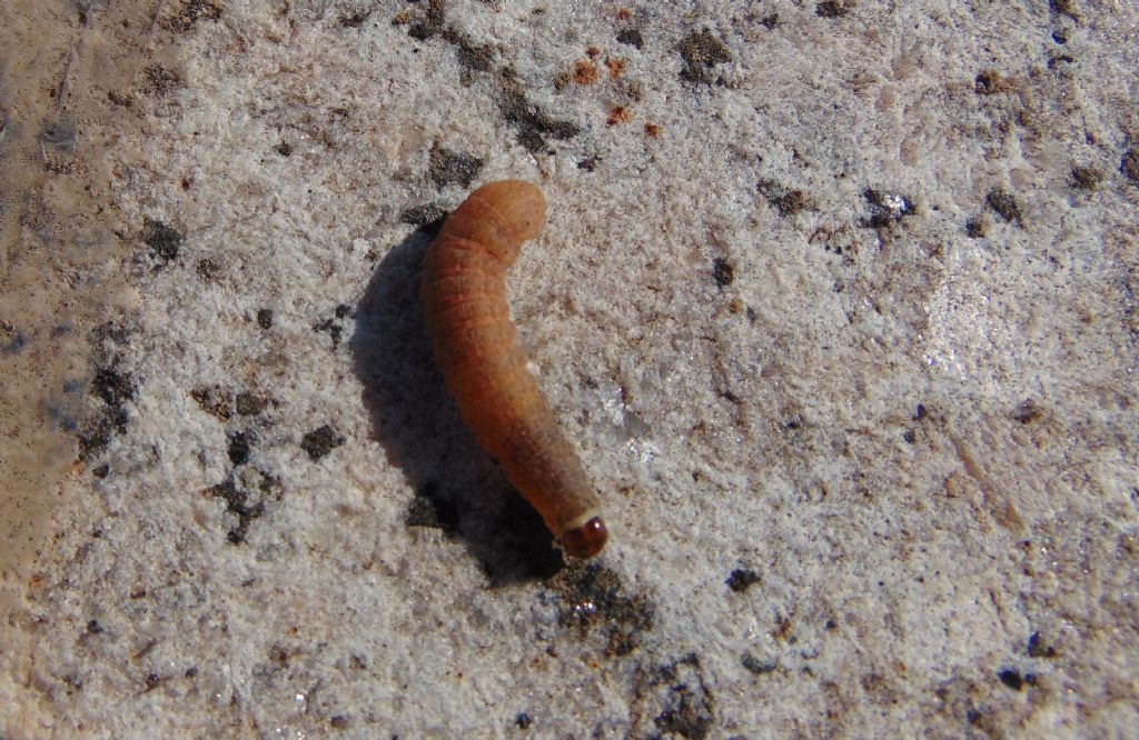 Larva di  Noctuidae?  Si, di Caradrina sp. (cfr.)