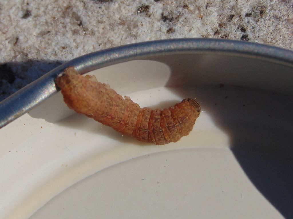 Larva di  Noctuidae?  Si, di Caradrina sp. (cfr.)