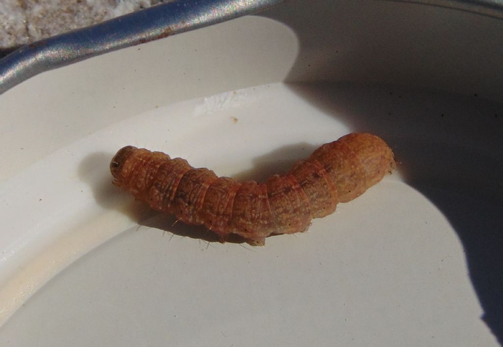 Larva di  Noctuidae?  Si, di Caradrina sp. (cfr.)