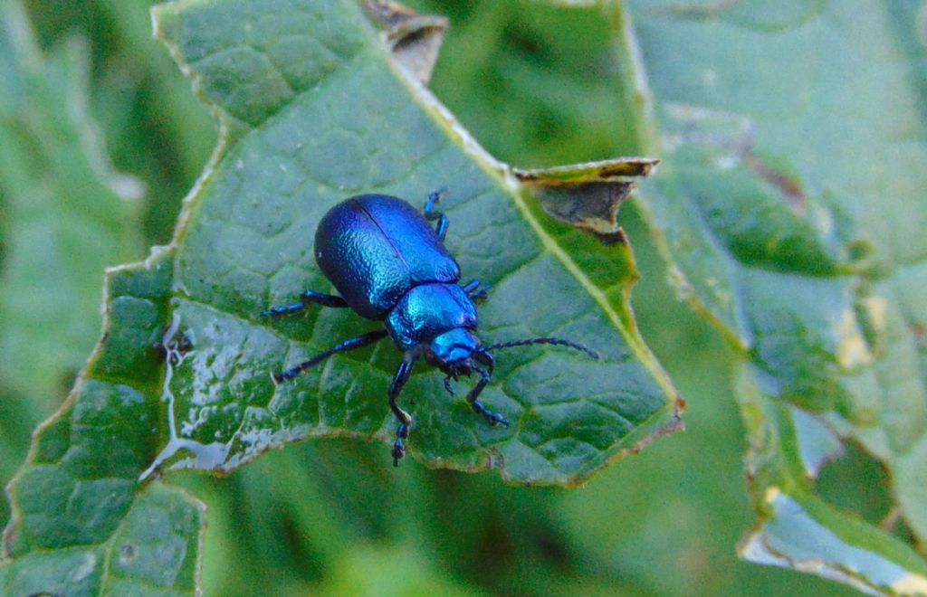 Chrysomelidae: Oreina sp.