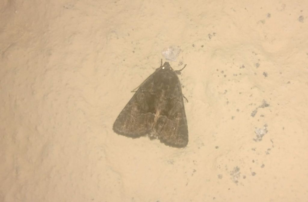 Quale nottua? Thalpophila matura - Noctuidae