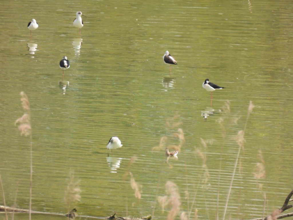 Limicolo da id: Combattente (Calidris pugnax)