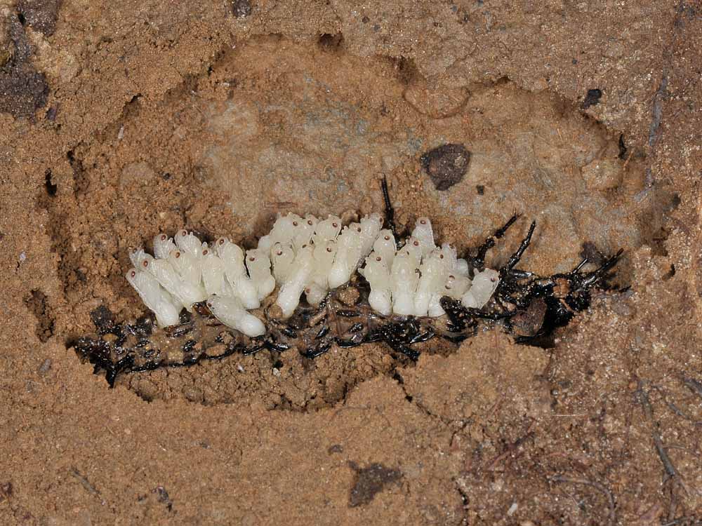 Parassitoidi (Braconidae?) su larva di Carabus sp.