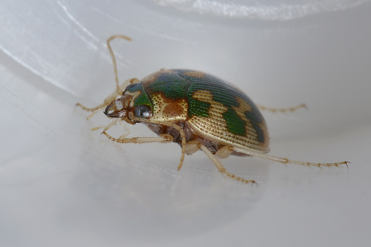 Omophron limbatum, Carabidae , Natura Mediterraneo | Forum Naturalistico