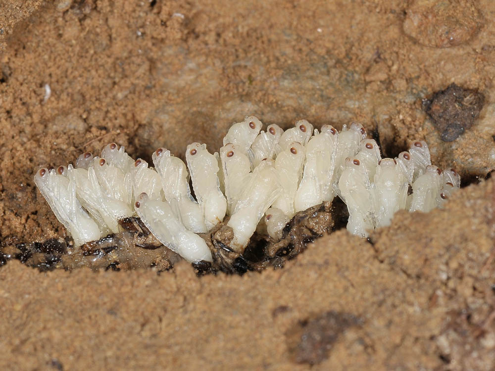 Parassitoidi (Braconidae?) su larva di Carabus sp.