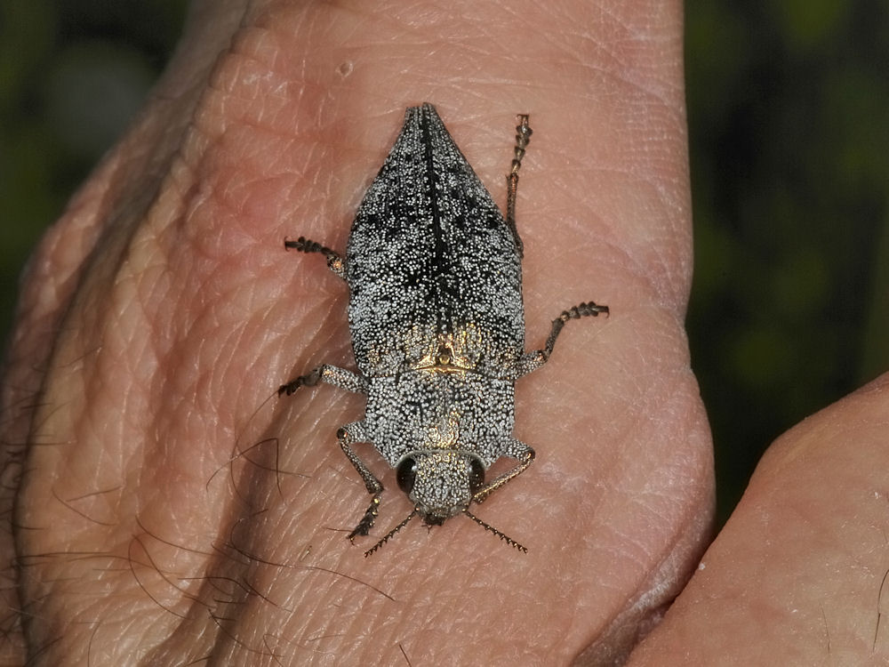 Dicerca aenea