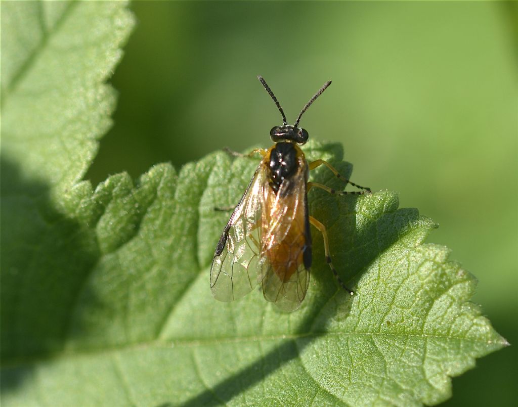 Pompilidae?  No, Tenthredinidae: Athalia sp.