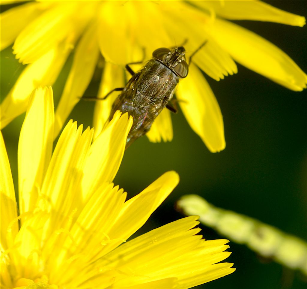 Calliphoridae:  Stomorhina lunata, femmina