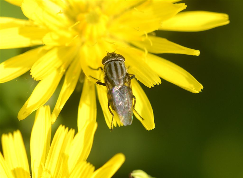 Calliphoridae:  Stomorhina lunata, femmina