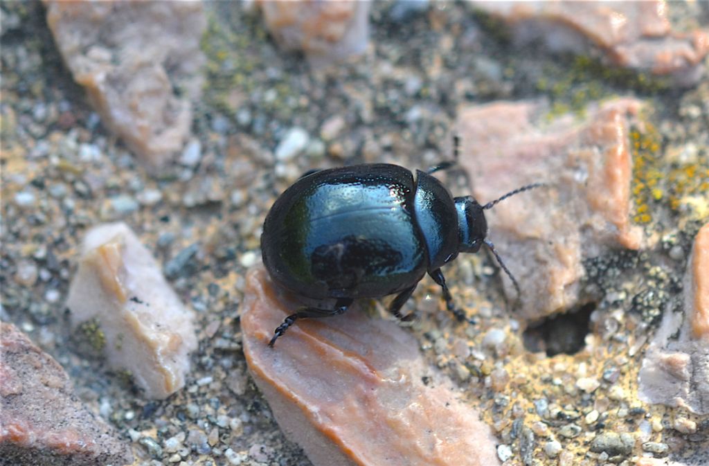 Chrysolina haemoptera, Chrysomelidae