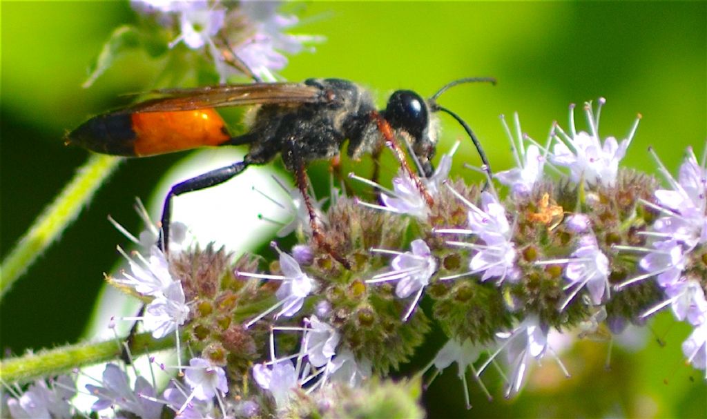 Sphecidae: Sphex funerarius, femmina