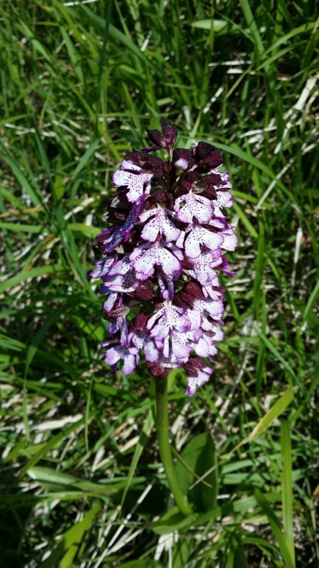 Orchis purpurea