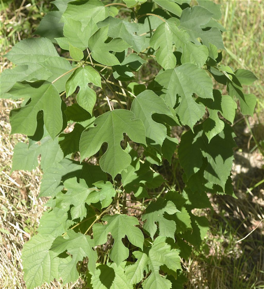 Broussonetia papyrifera