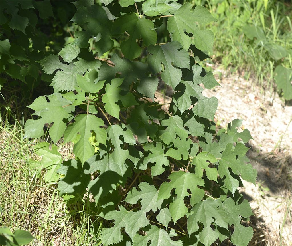 Broussonetia papyrifera