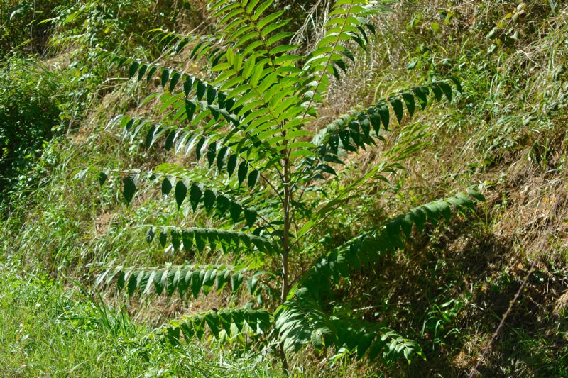 Ailanthus altissima