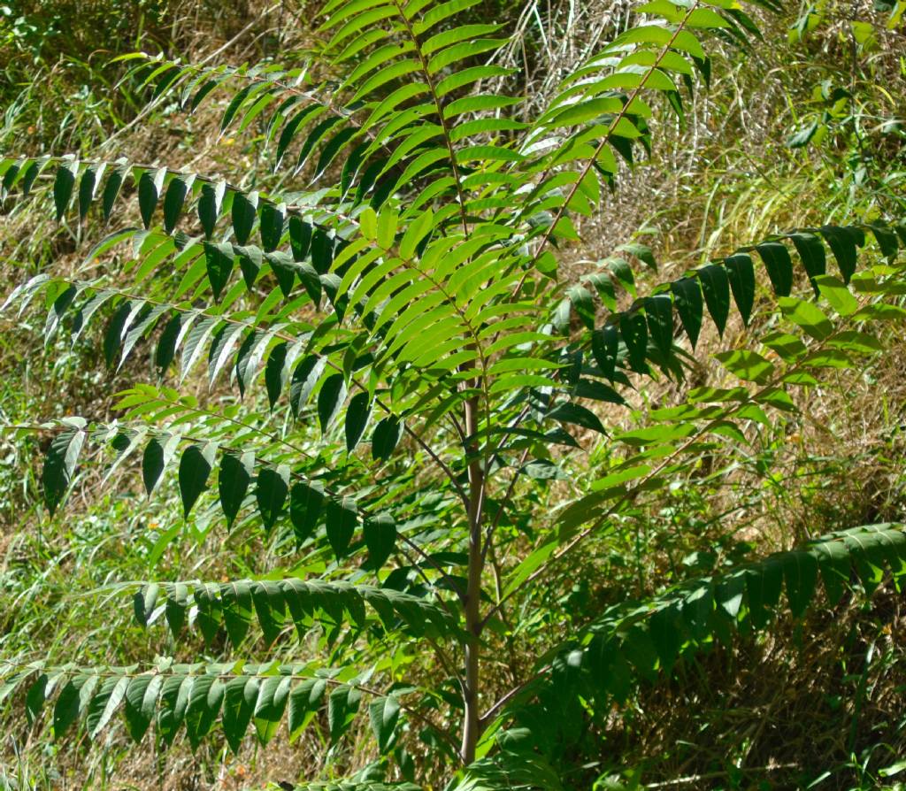 Ailanthus altissima