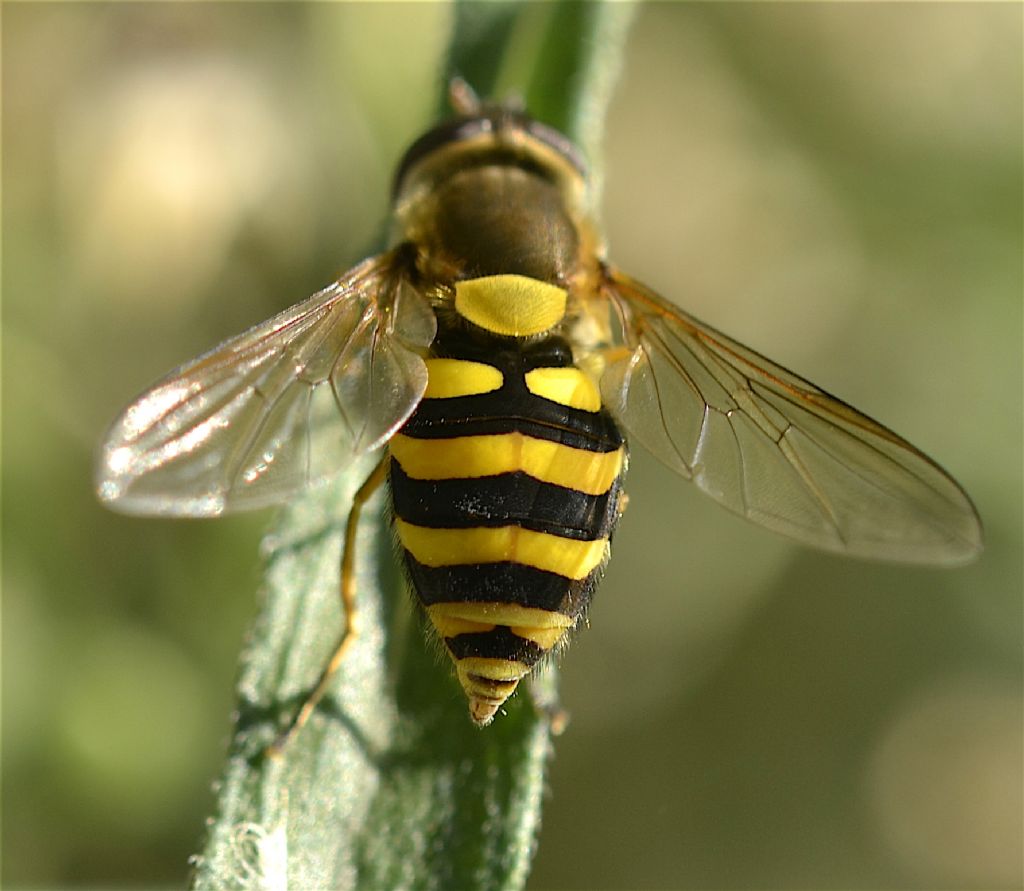 Syrphidae:  Syrphus sp.