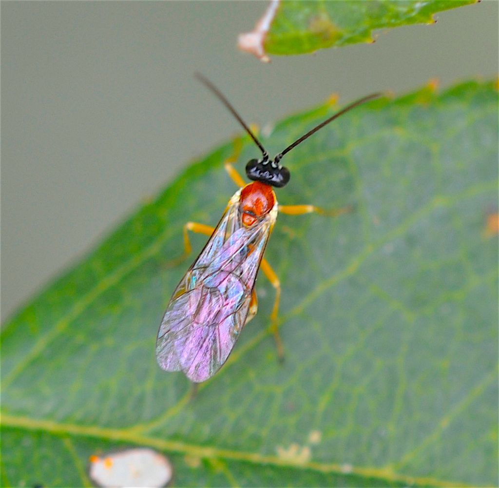 Pompilidae?  No, Ichneumonidae