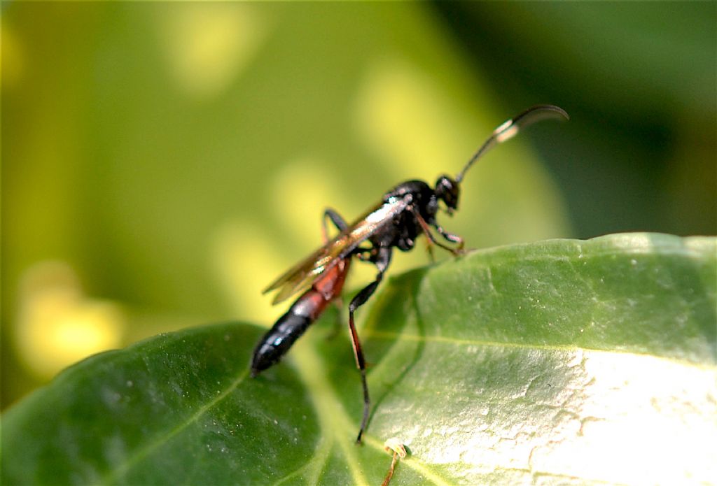Ichneumonidae: cfr. Stenichneumon culpator