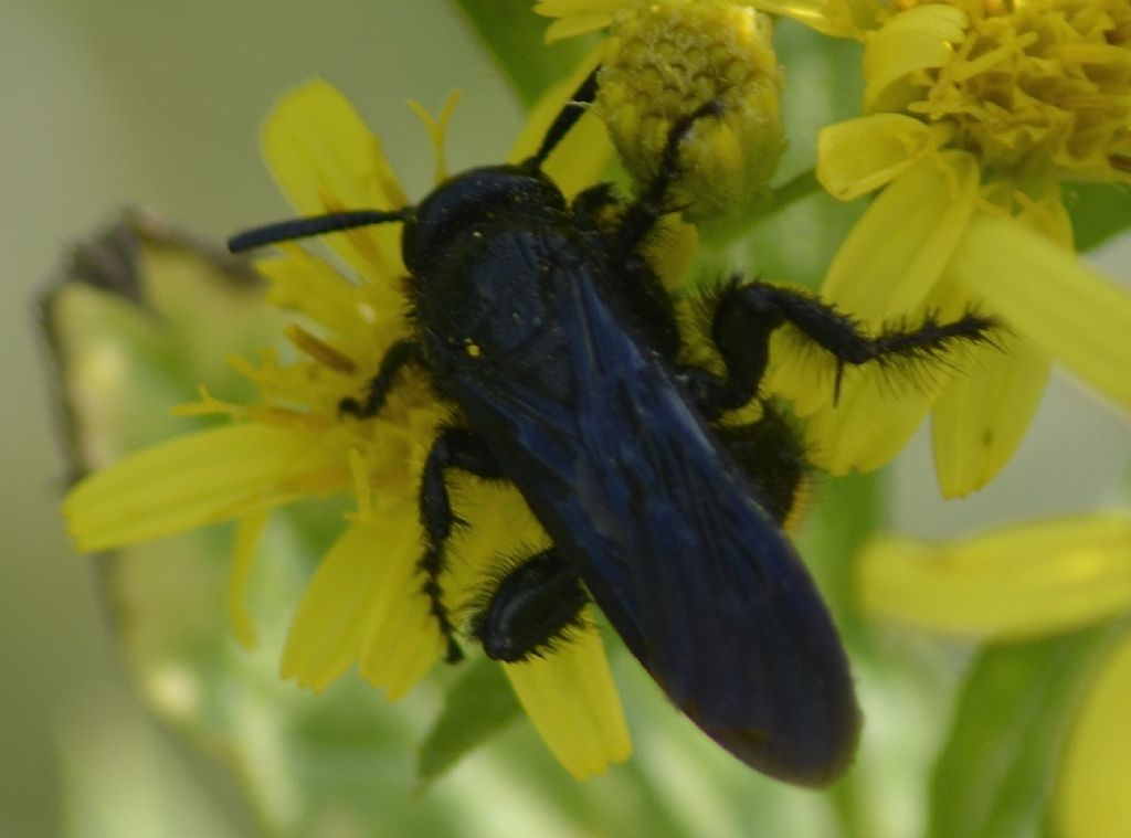 SCOLIIDAE Scolia hirta hirta (Schrank, 1781)