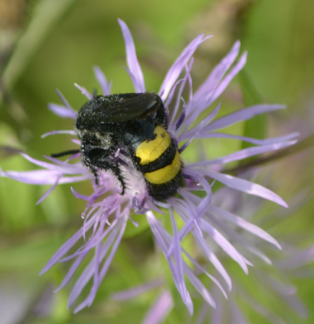 SCOLIIDAE Scolia hirta hirta (Schrank, 1781)