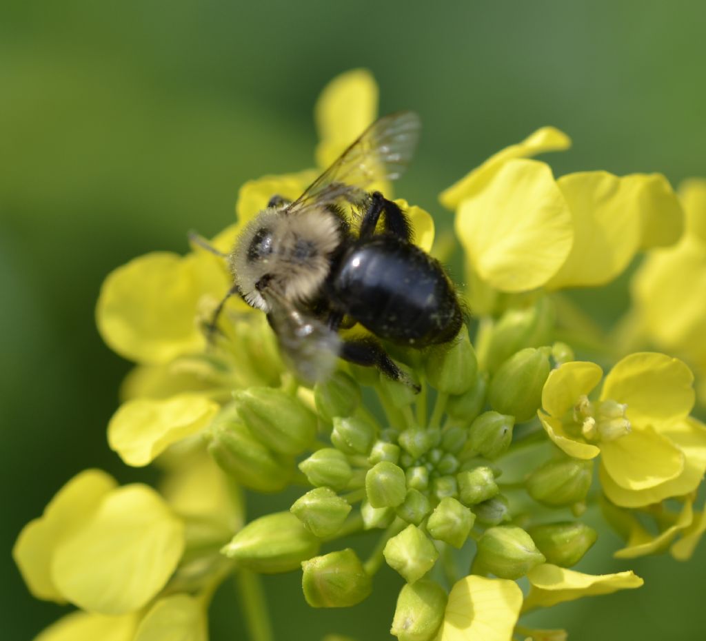 Andrena sp.?  S !