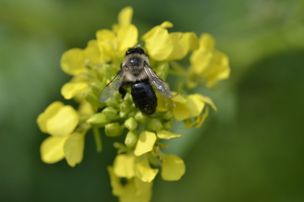 Andrena sp.?  S !