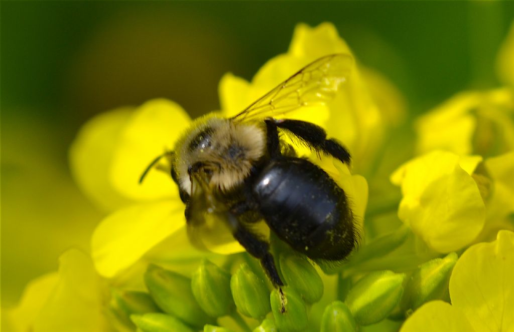 Andrena sp.?  S !