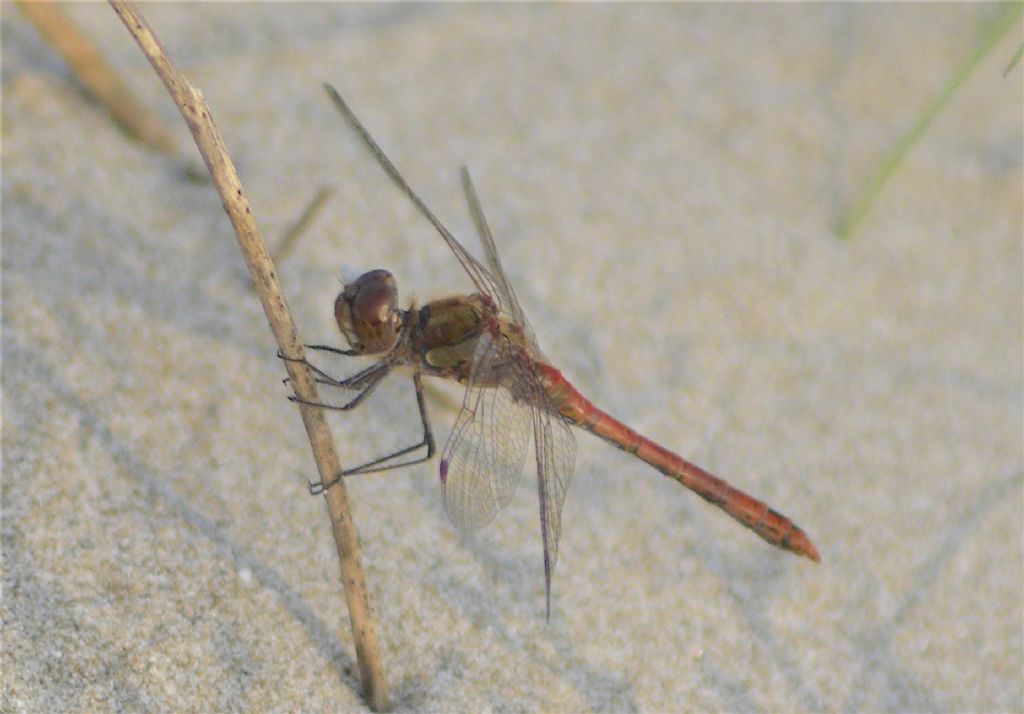 Sympetrum striolatum