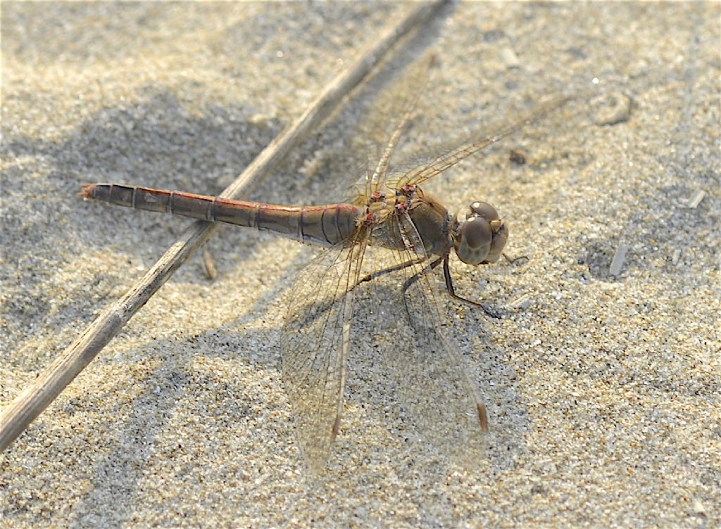 Sympetrum striolatum